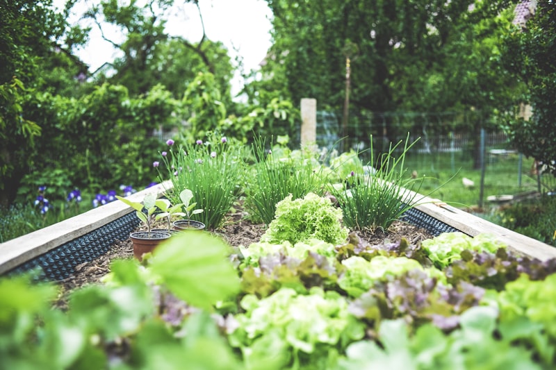 Vegetables growing in containers on a patio